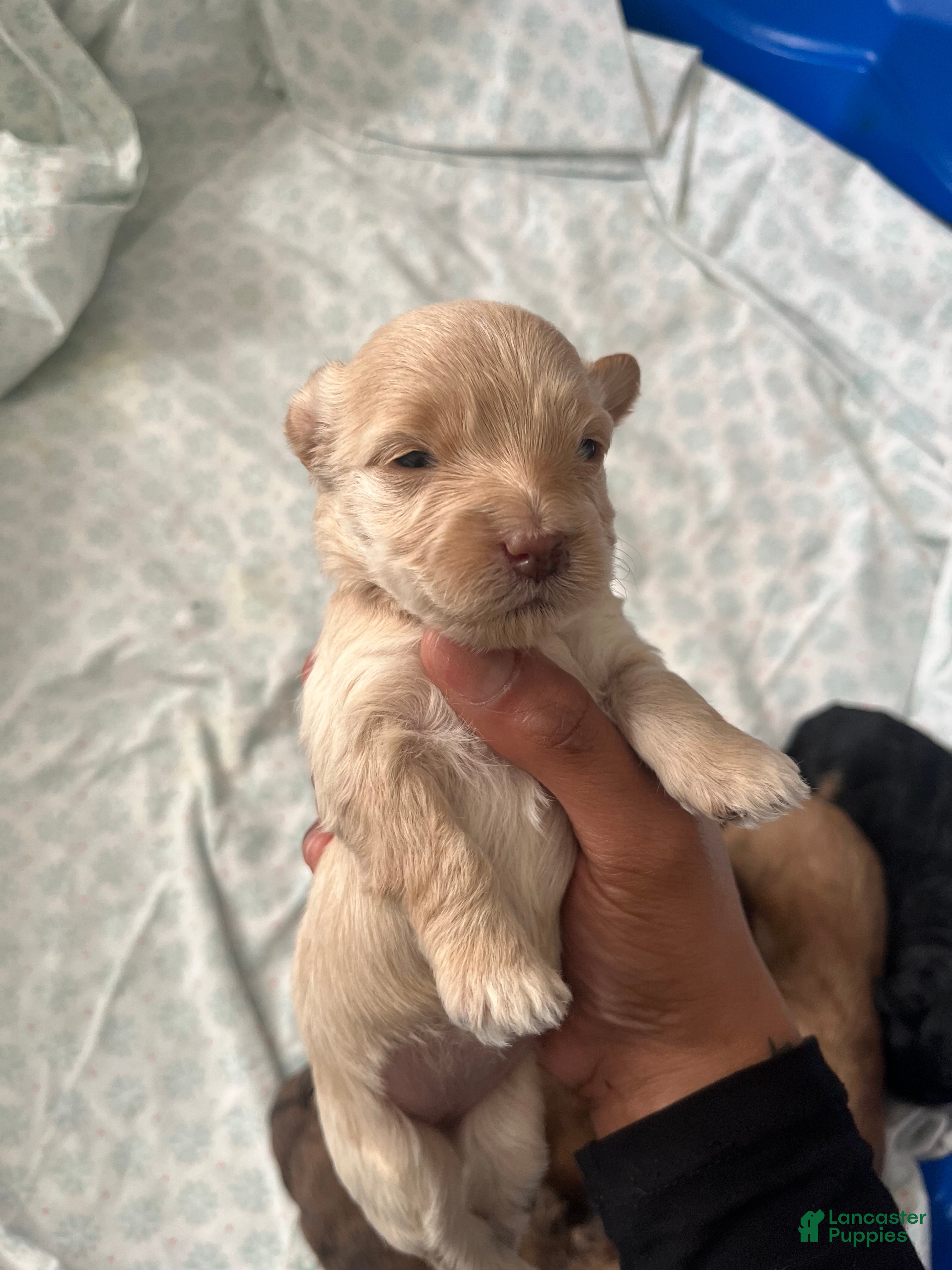 Yorkiepoo dogs Icelynn - Ad 26