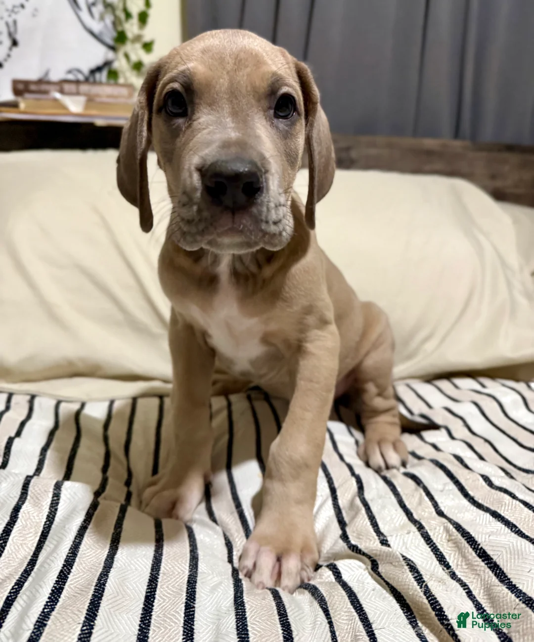 Great Dane dogs for sale: Blue Fawn (Heavy Euro) - Ad 3