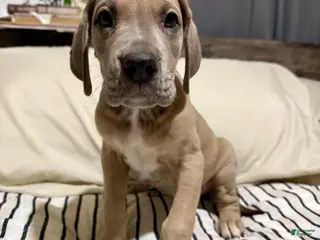 Great Dane dogs Blue Fawn (Heavy Euro) - Ad 15