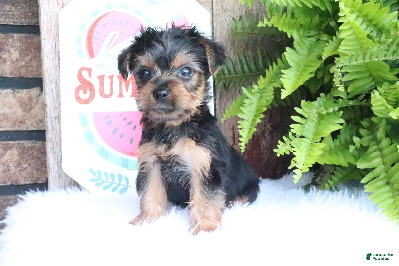 Yorkshire Terrier dogs Zach - Ad 2
