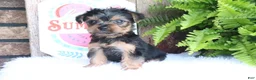 Yorkshire Terrier dogs for sale: Zach - Ad 2