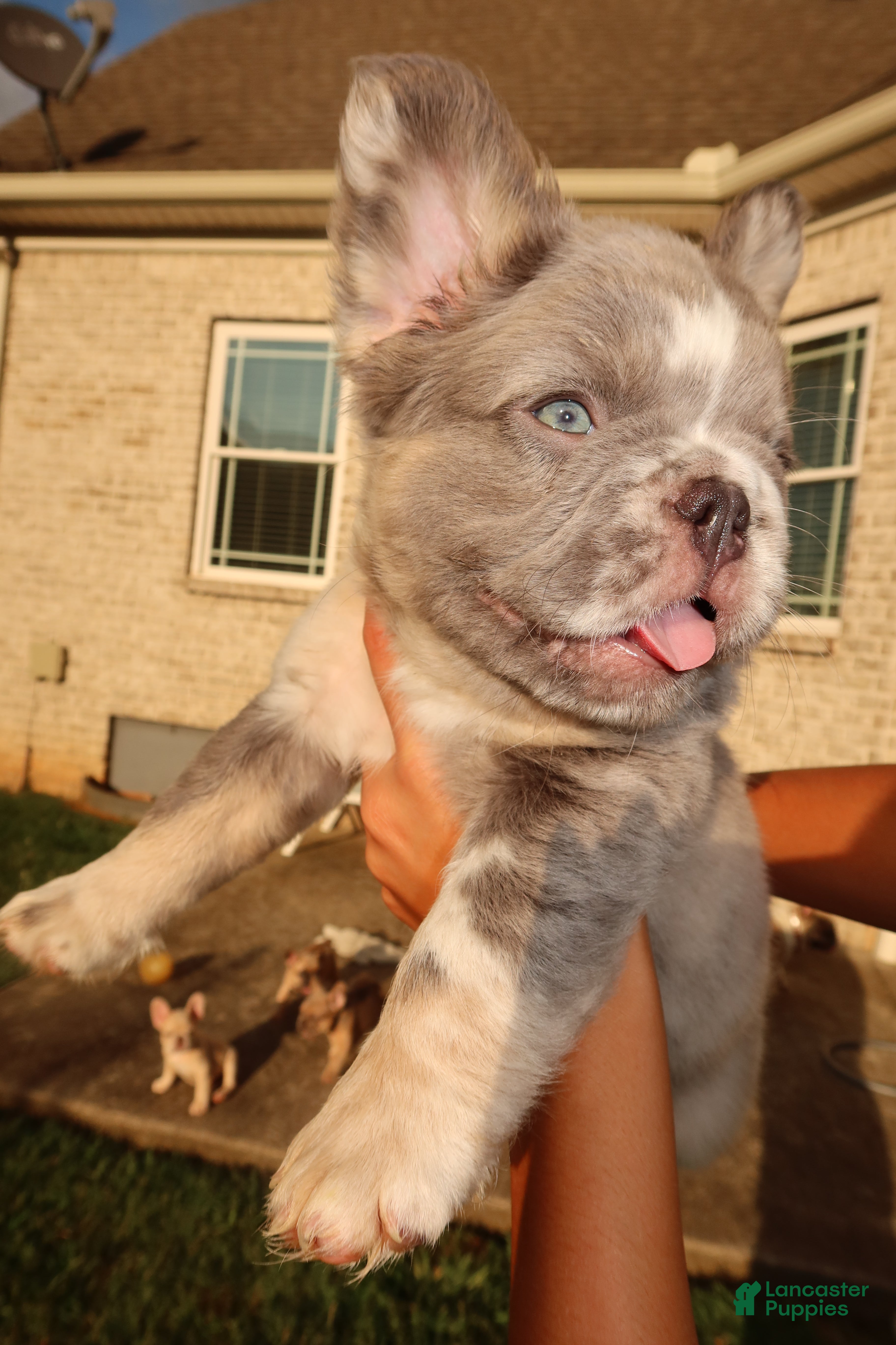 French Bulldog dogs Louis  - Ad 1