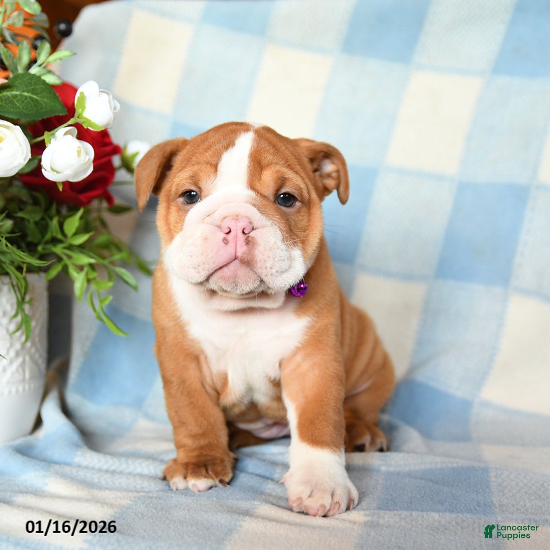 English Bulldog dogs for sale: Molly - Ad 3