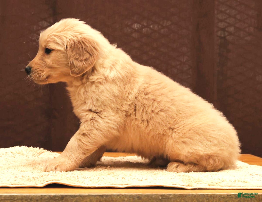 Golden Retriever dogs for sale: Dewy - Ad 7