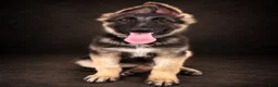 German Shepherd dogs for sale: Nala - Ad 5