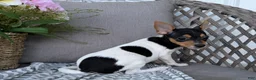 Toy Fox Terrier dogs for sale: Twinkie - Ad 4