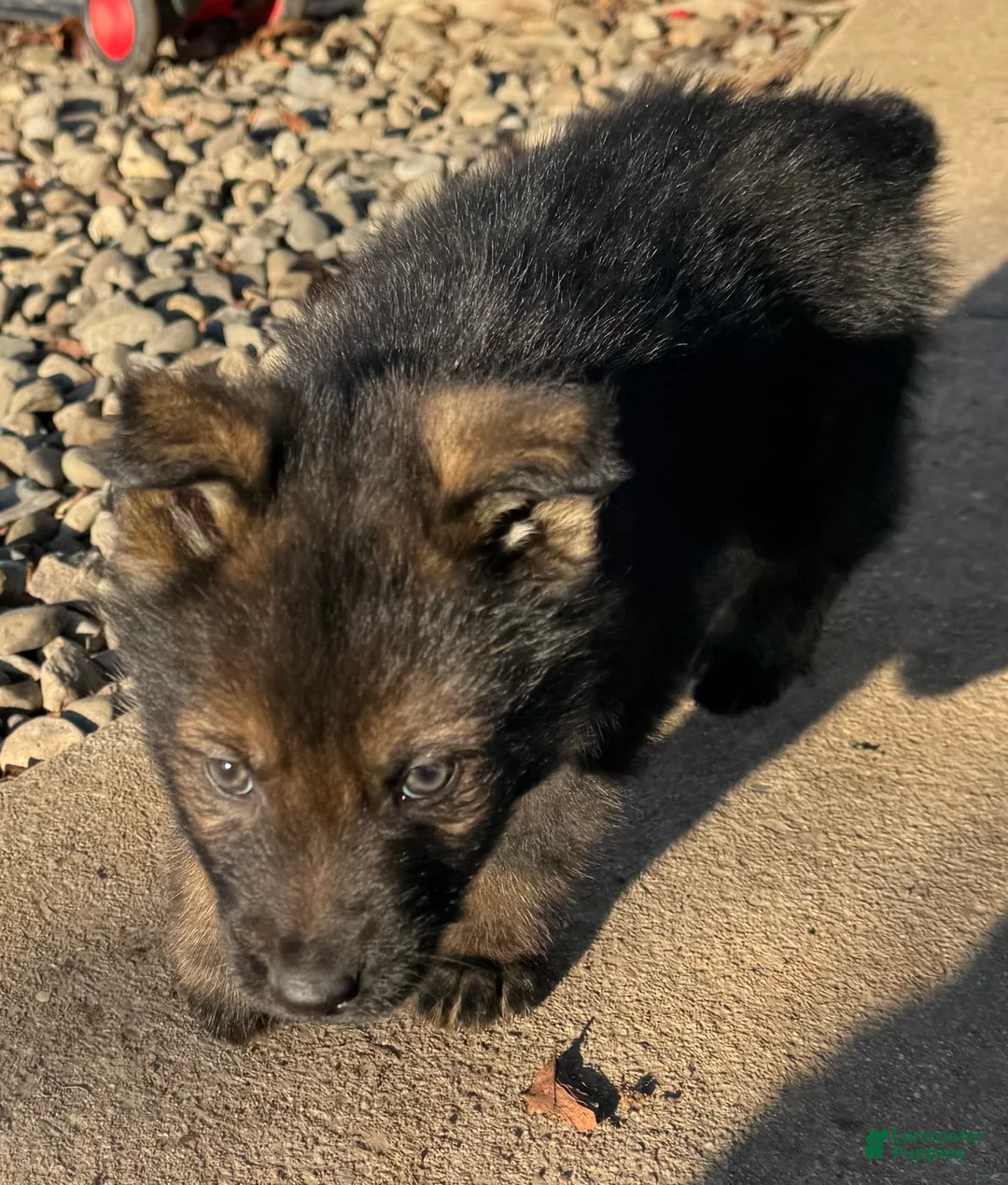 German Shepherd dogs for sale: Thor - Ad 13