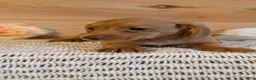 Miniature Dachshund dogs for sale: Hendrix  - Ad 11