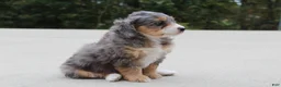 Mini Bernedoodle dogs for sale: Penny  - Ad 5