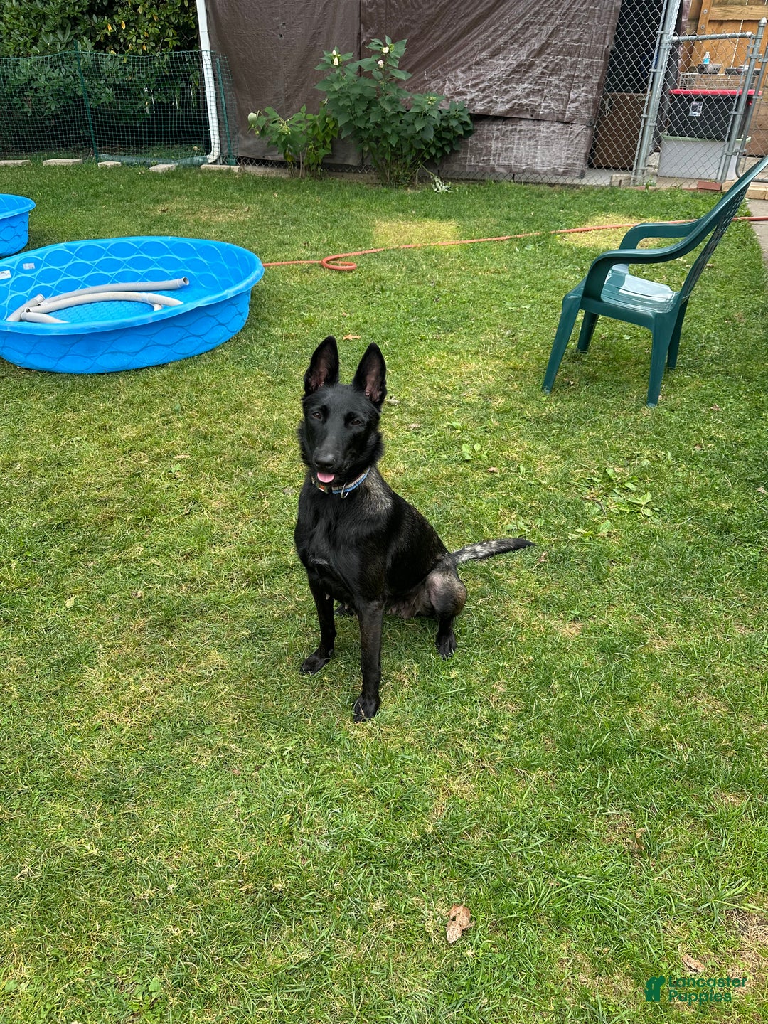 Belgian Malinois dogs for sale: Belgian Malinois Puppy 1 - Ad 3