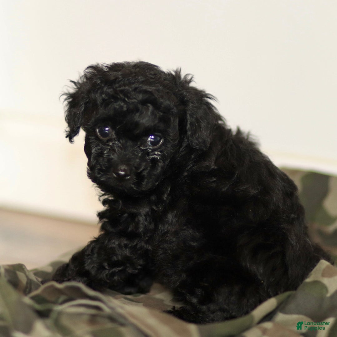 Toy Poodle dogs for sale: Milo - Ad 9
