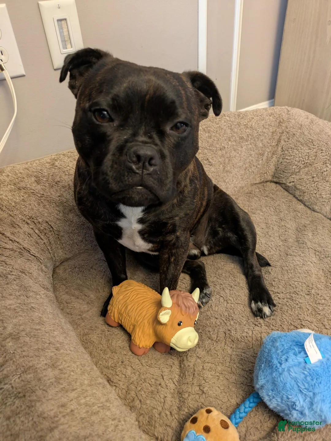 Staffordshire Bull Terrier dogs for sale: Gio - Ad 9