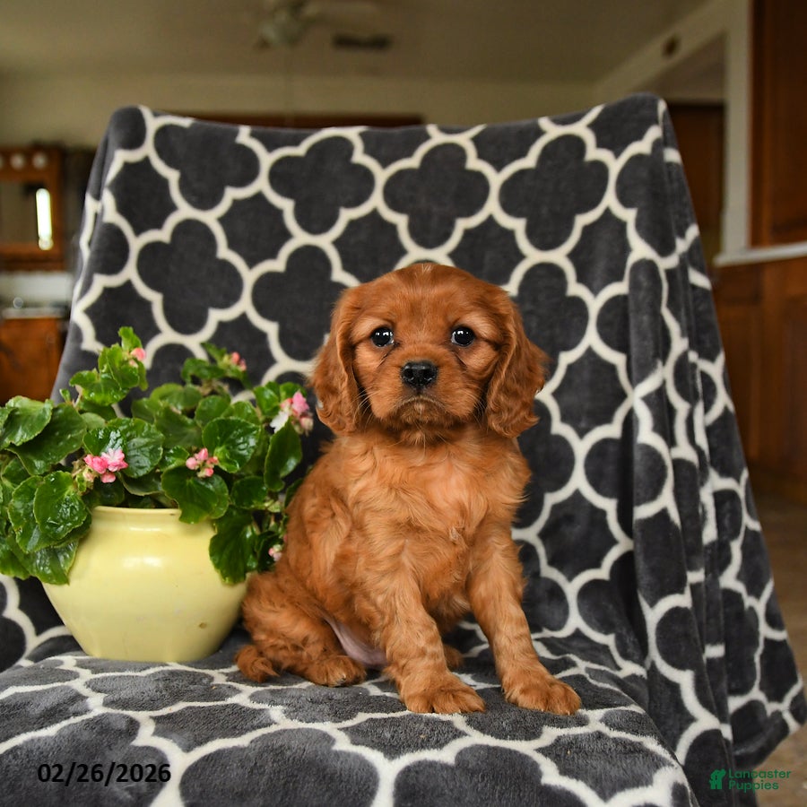 Cavalier King Charles Spaniel dogs Rolo - Ad 1