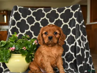 Cavalier King Charles Spaniel dogs for sale: Rolo - Ad 1