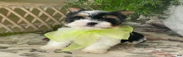Biewer Terrier dogs for sale: Whisper - Ad 32