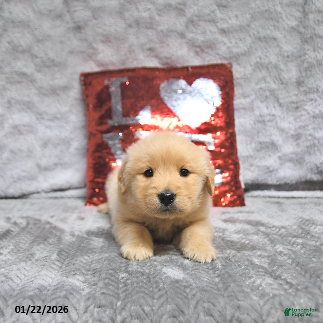 Golden Retriever dogs for sale: Lenny - Ad 3