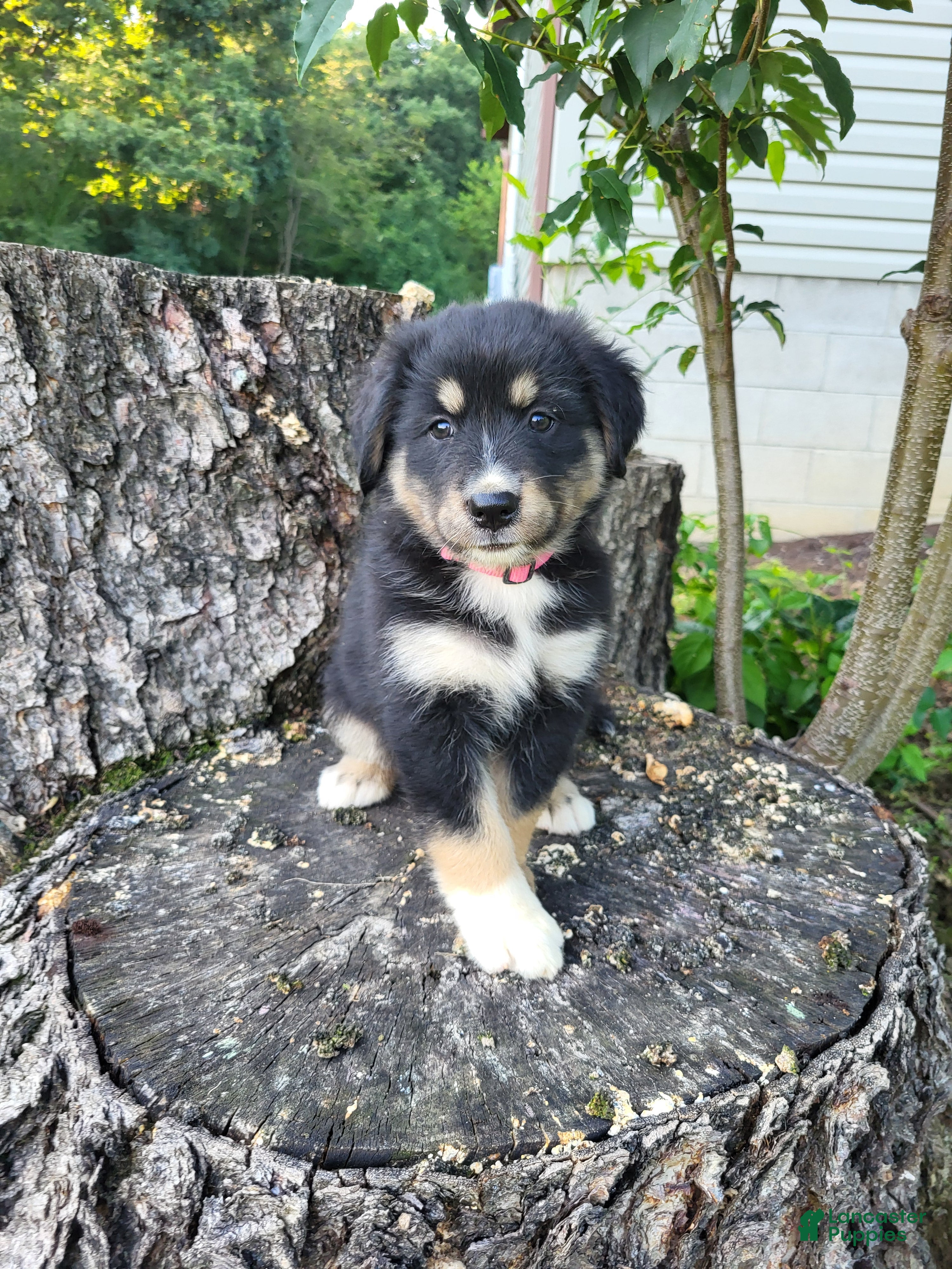 Mixed Breed dogs Sadie - Ad 2