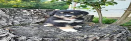 Mixed Breed dogs for sale: Sadie - Ad 3