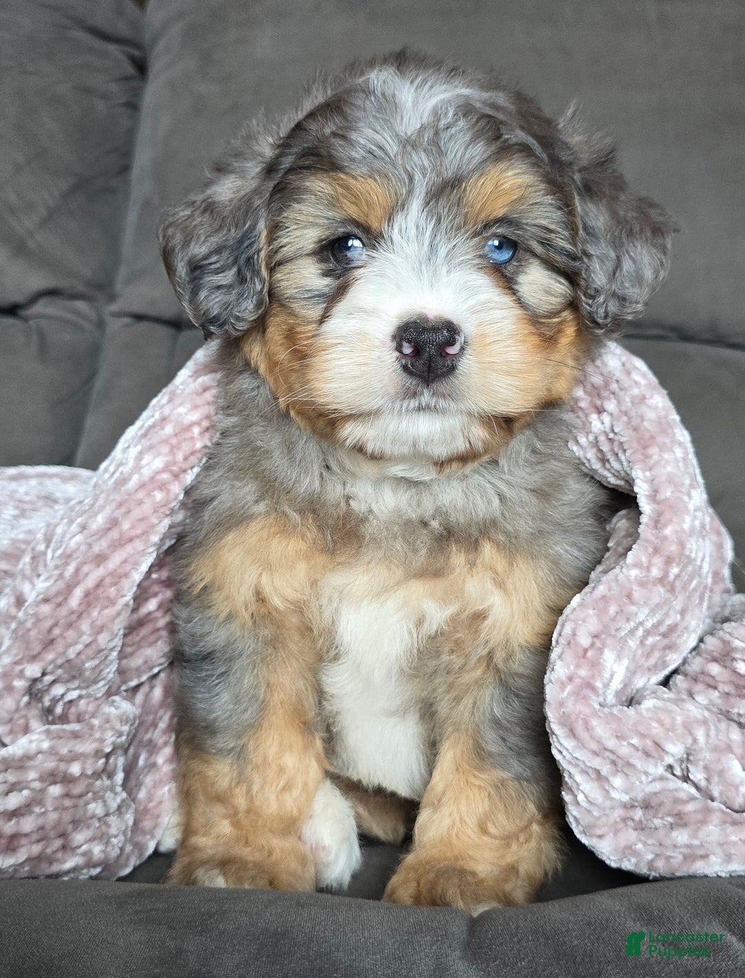 Mini Bernedoodle dogs for sale: Mini Watts - Ad 1