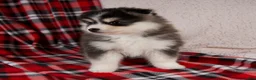 Pomsky dogs for sale: Jackson - Ad 6