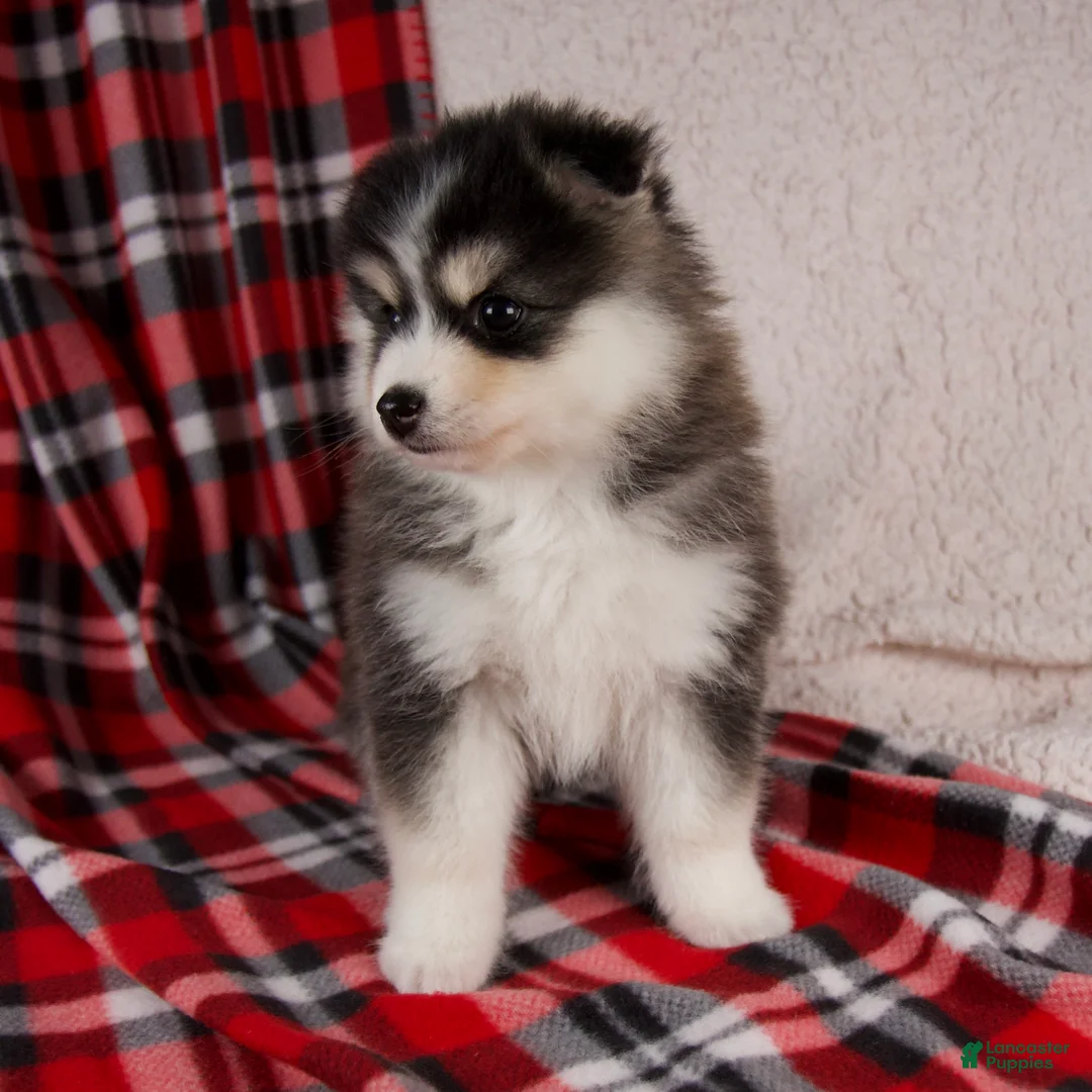 Pomsky dogs for sale: Jackson - Ad 6