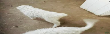 Great Pyrenees Puppy 4
