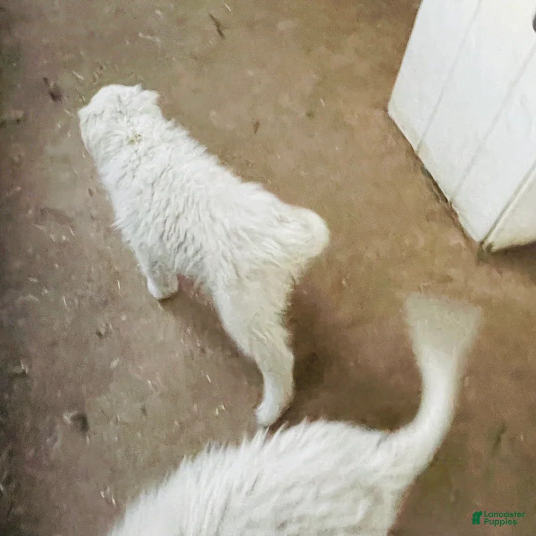 Great Pyrenees dogs for sale: Great Pyrenees Puppy 4 - Ad 1