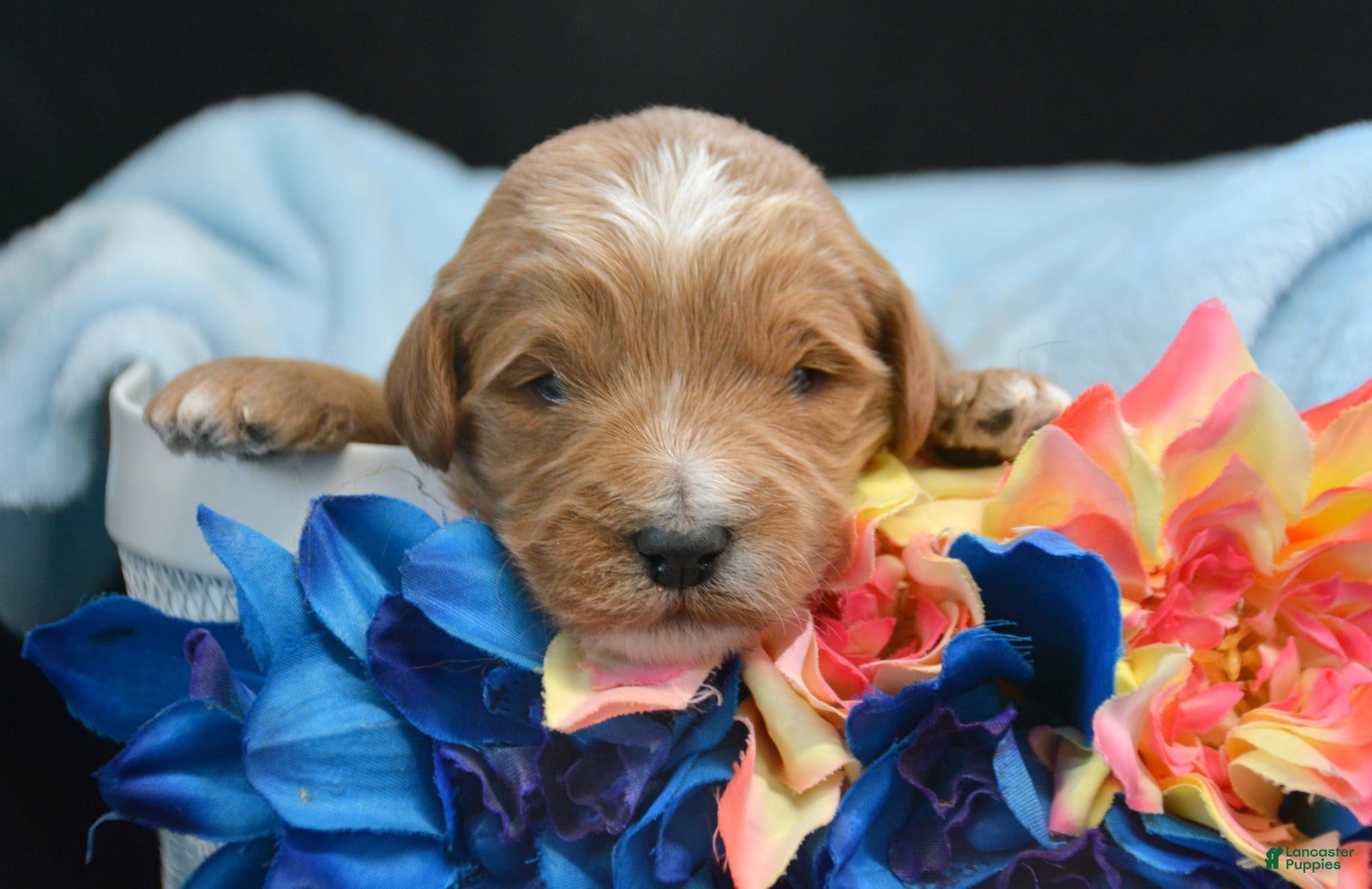 Mini Goldendoodle dogs Micro Goldendoodle Puppy 1 Dan - Ad 23