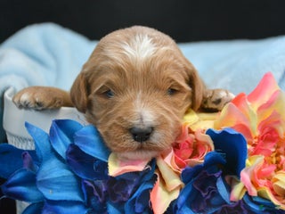 Mini Goldendoodle dogs Micro Goldendoodle Puppy 1 Dan - Ad 23