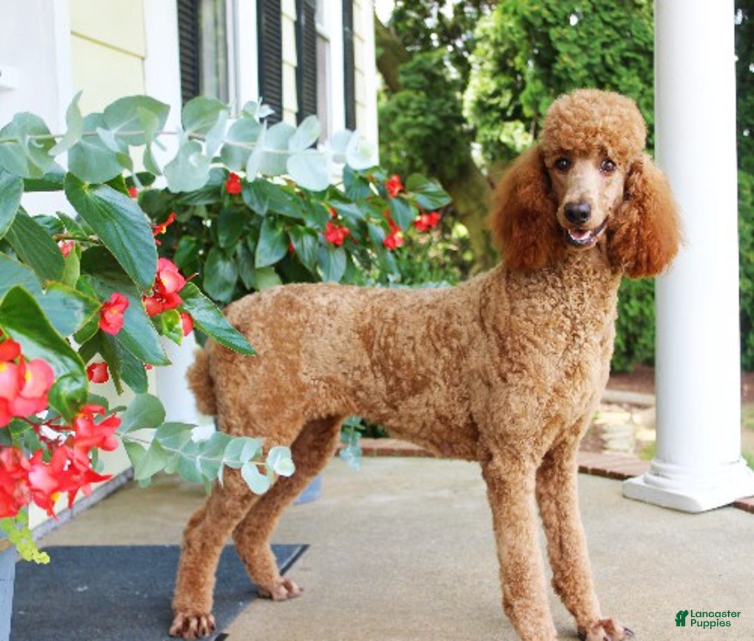 Standard Poodle dogs for sale: Amelia - Ad 3