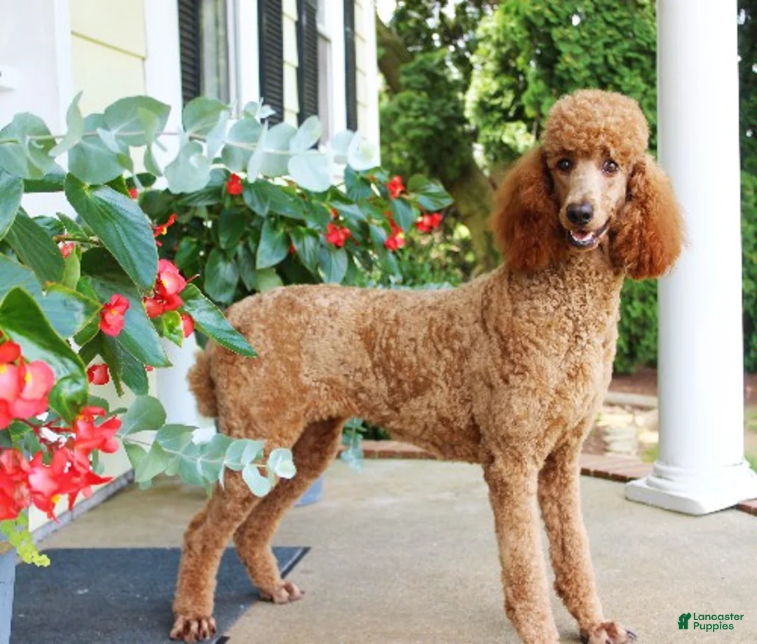 Standard Poodle dogs for sale: Aiden - Ad 4