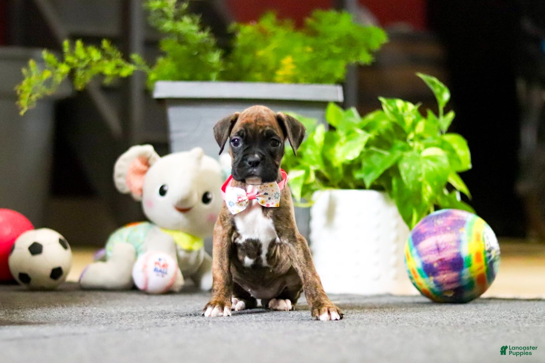 Boxer dogs for sale: Maxl - Ad 9