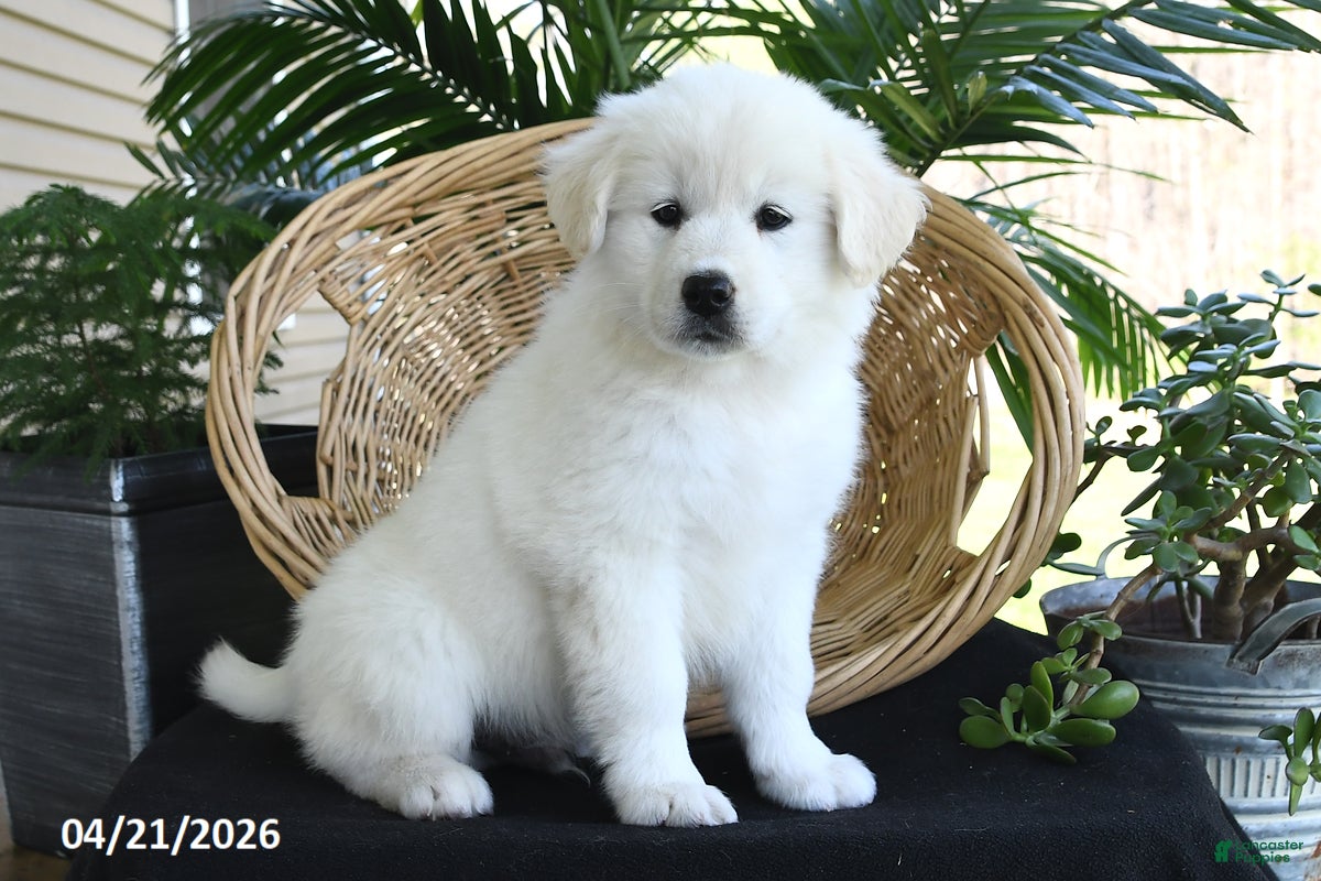 Samoyed dogs Charlie - Ad 1