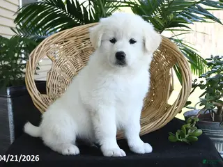 Samoyed dogs for sale: Charlie - Ad 4