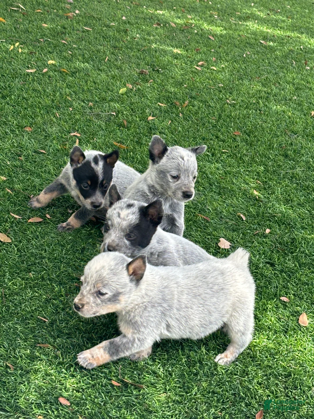 Australian Cattle Dog dogs for sale: Australian Cattle Dog Puppy 5 - Ad 5
