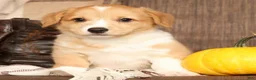Welsh Corgi Pembroke dogs for sale: Tracy - Ad 3