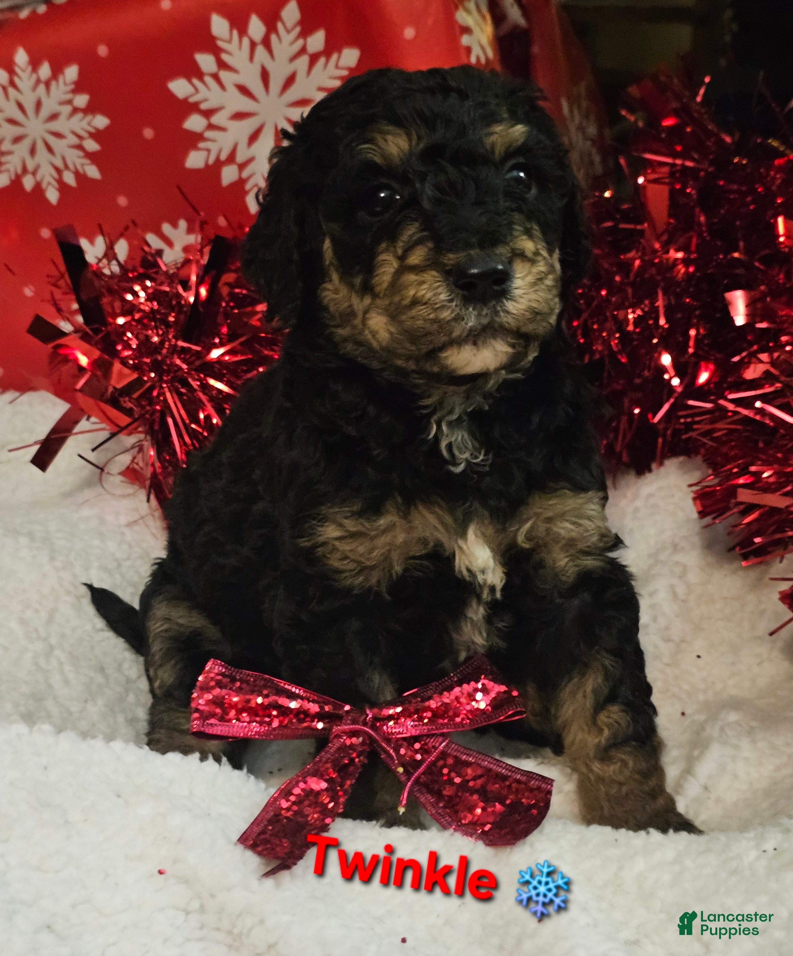 Goldendoodle dogs Twinkle - Ad 5