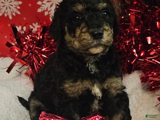 Goldendoodle dogs Twinkle - Ad 22