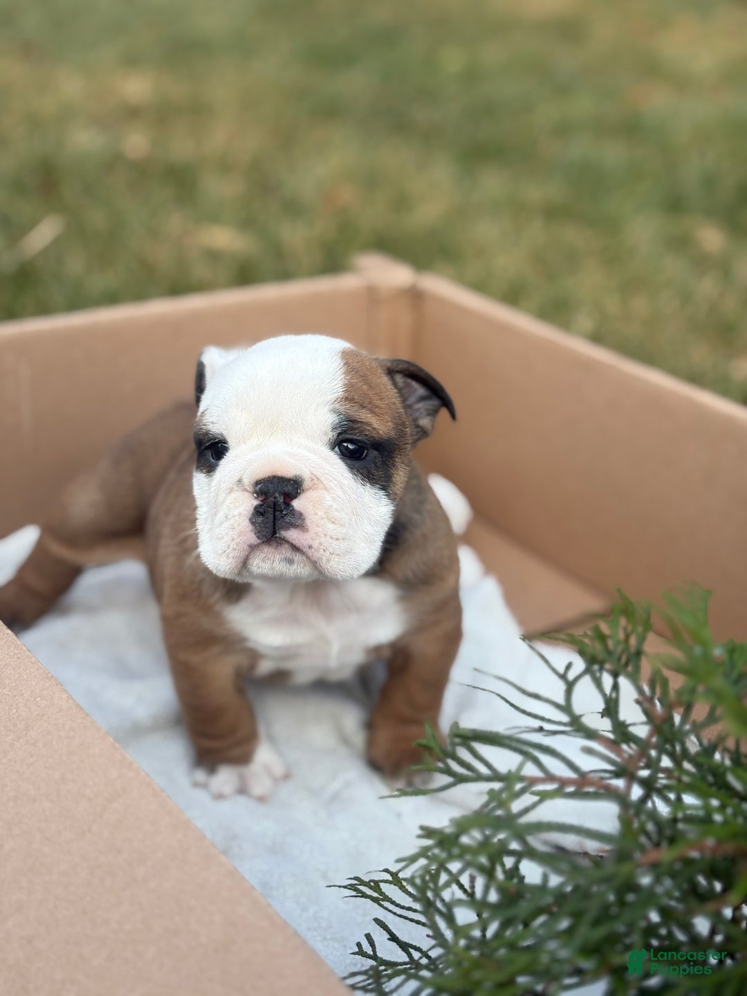 English Bulldog dogs for sale: Skye - Ad 5