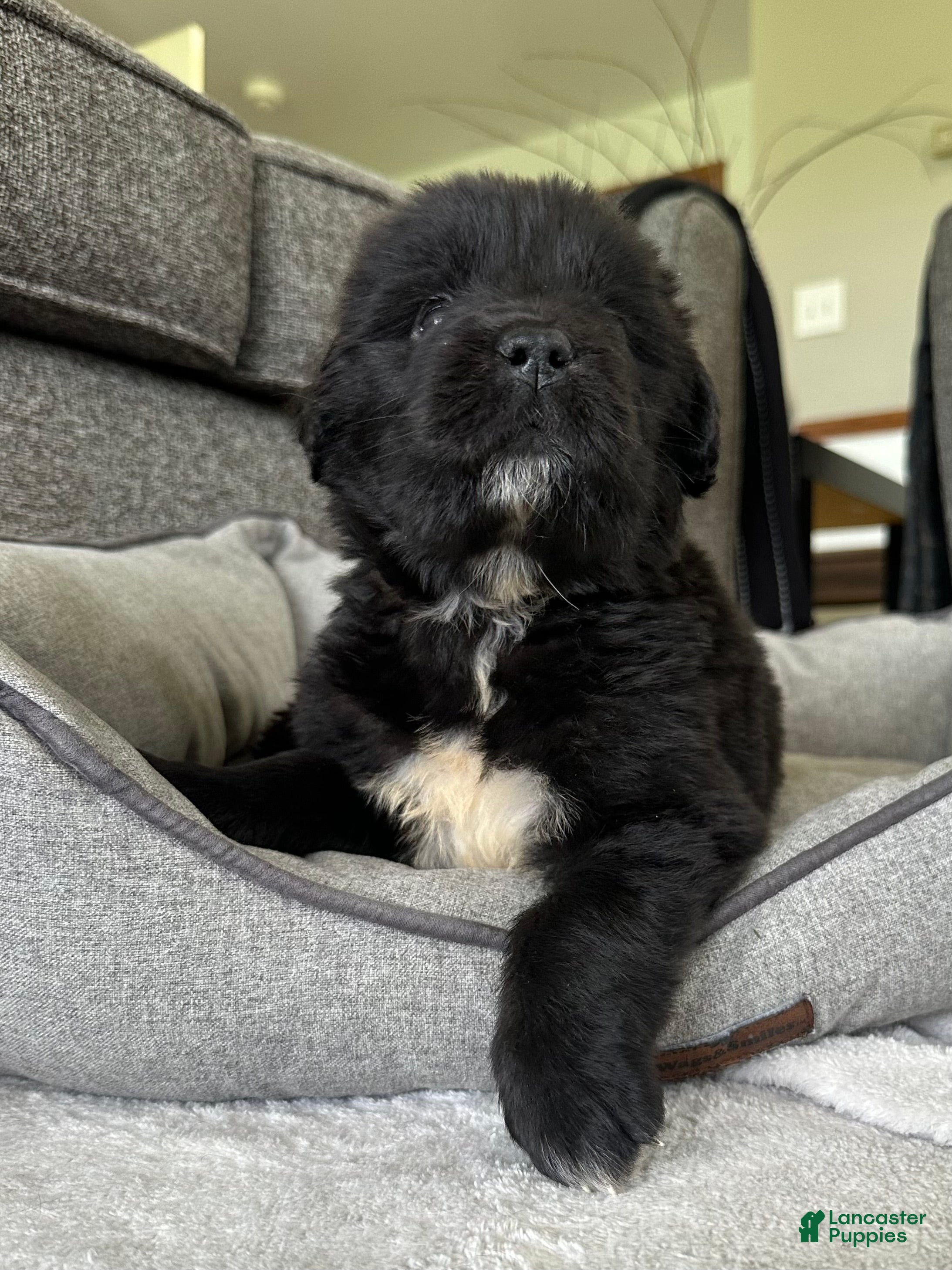 Newfoundland dogs for sale: “ Peeta” OFA, CH, AKC,  - Ad 5