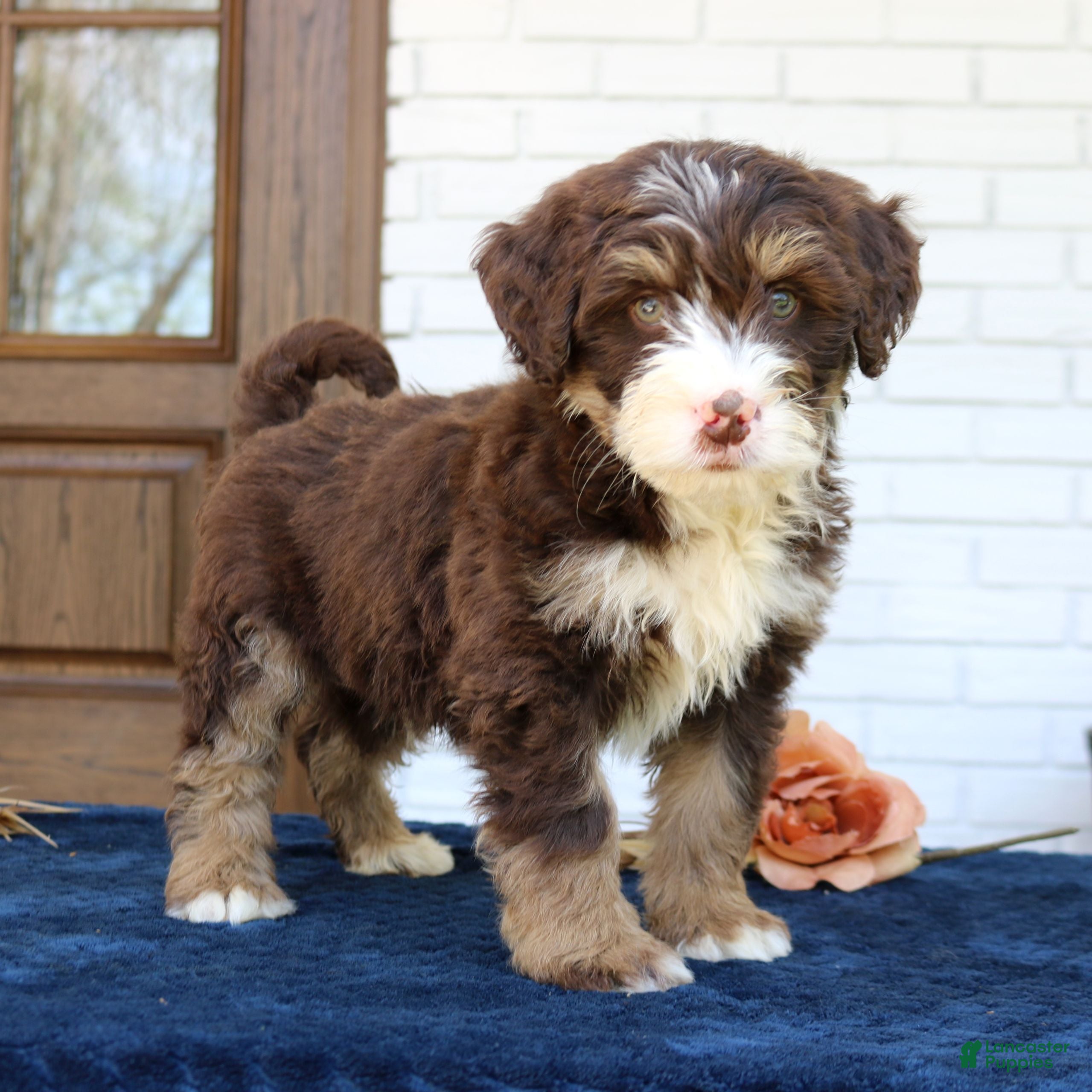 Mini Bernedoodle dogs Bandit  - Ad 1
