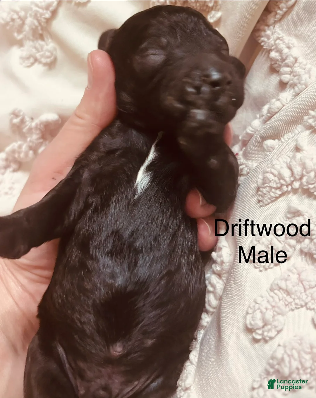 Standard Poodle dogs for sale: Standard Poodle 4 - Ad 1