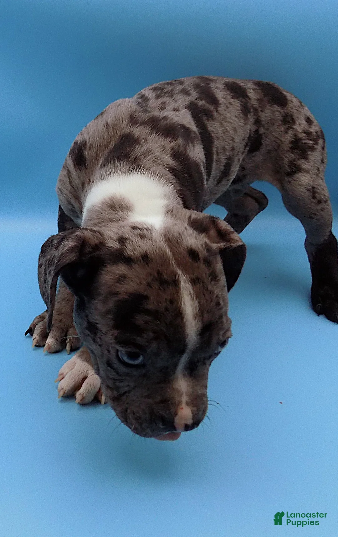 Mixed Breed dogs for sale: Boots - Ad 5