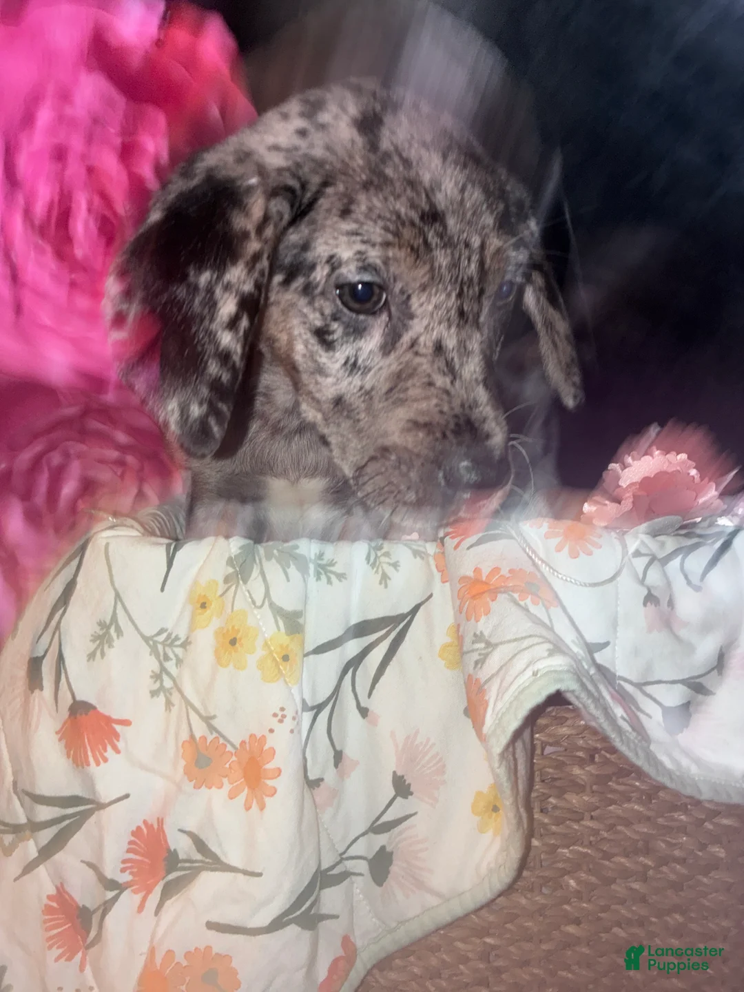 Mixed Breed dogs for sale: Rapunzel - Ad 2