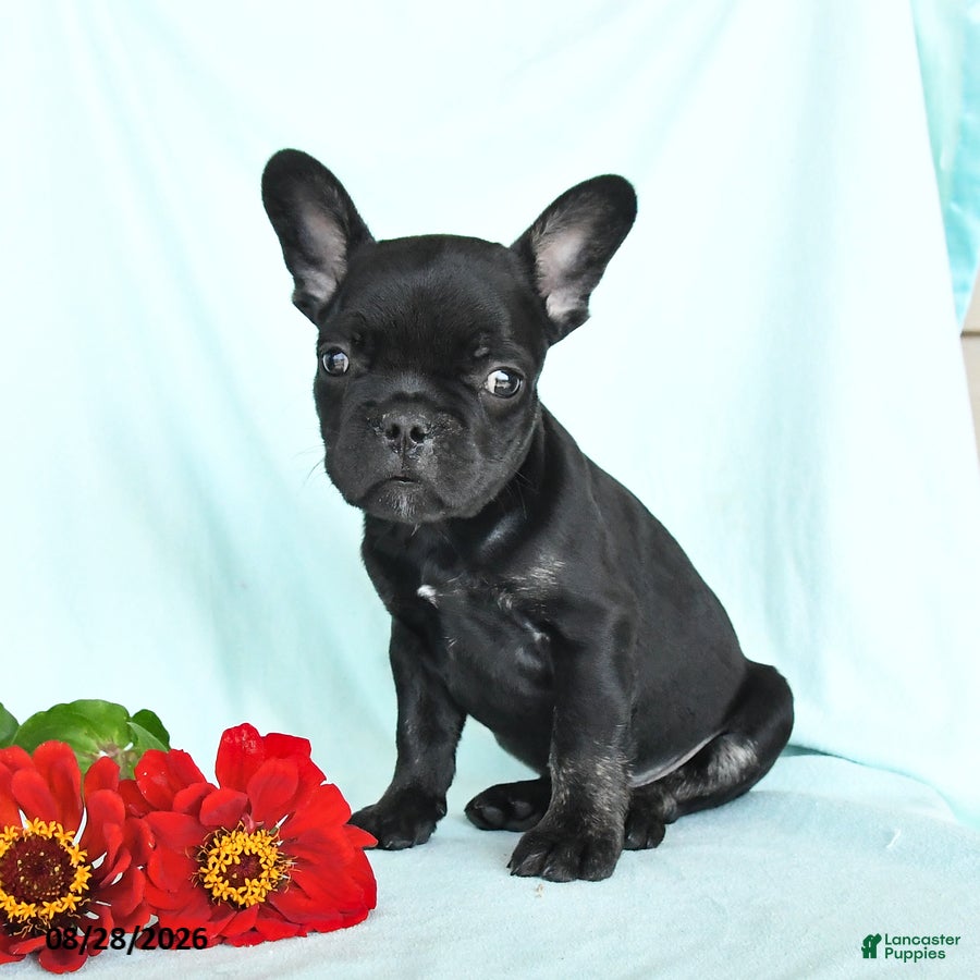 French Bulldog dogs Luke - Ad 2