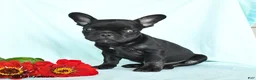 French Bulldog dogs for sale: Luke - Ad 2