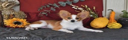 Papillon dogs for sale: Shadow - Ad 2