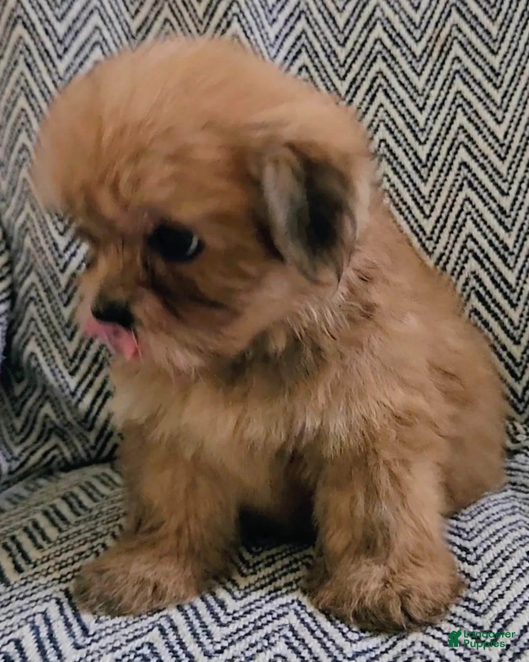 Shorkie dogs for sale: Patti - Ad 2