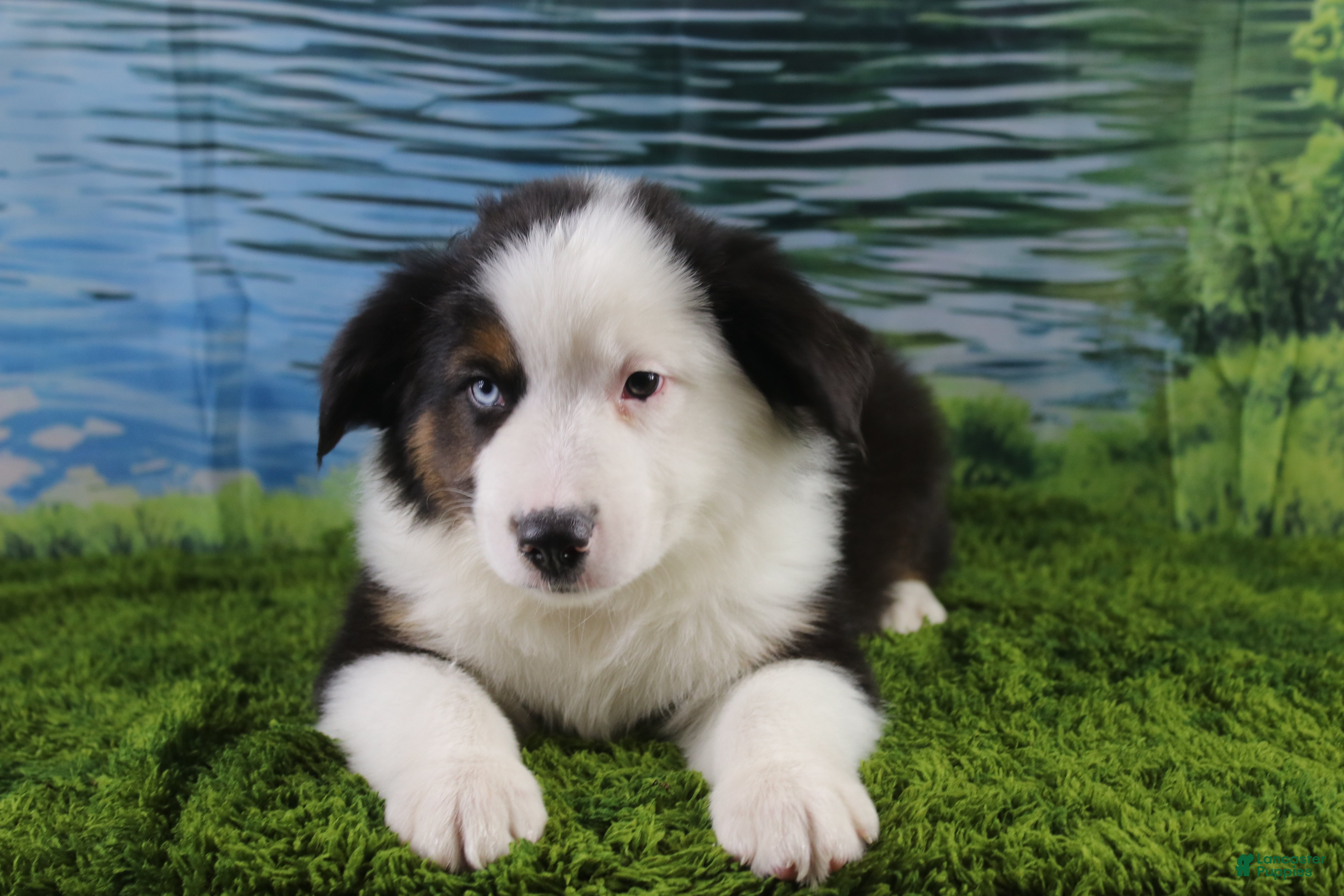 Miniature Australian Shepherd dogs Ellis - Ad 27