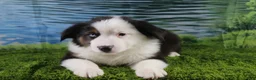 Miniature Australian Shepherd dogs for sale: Ellis - Ad 1